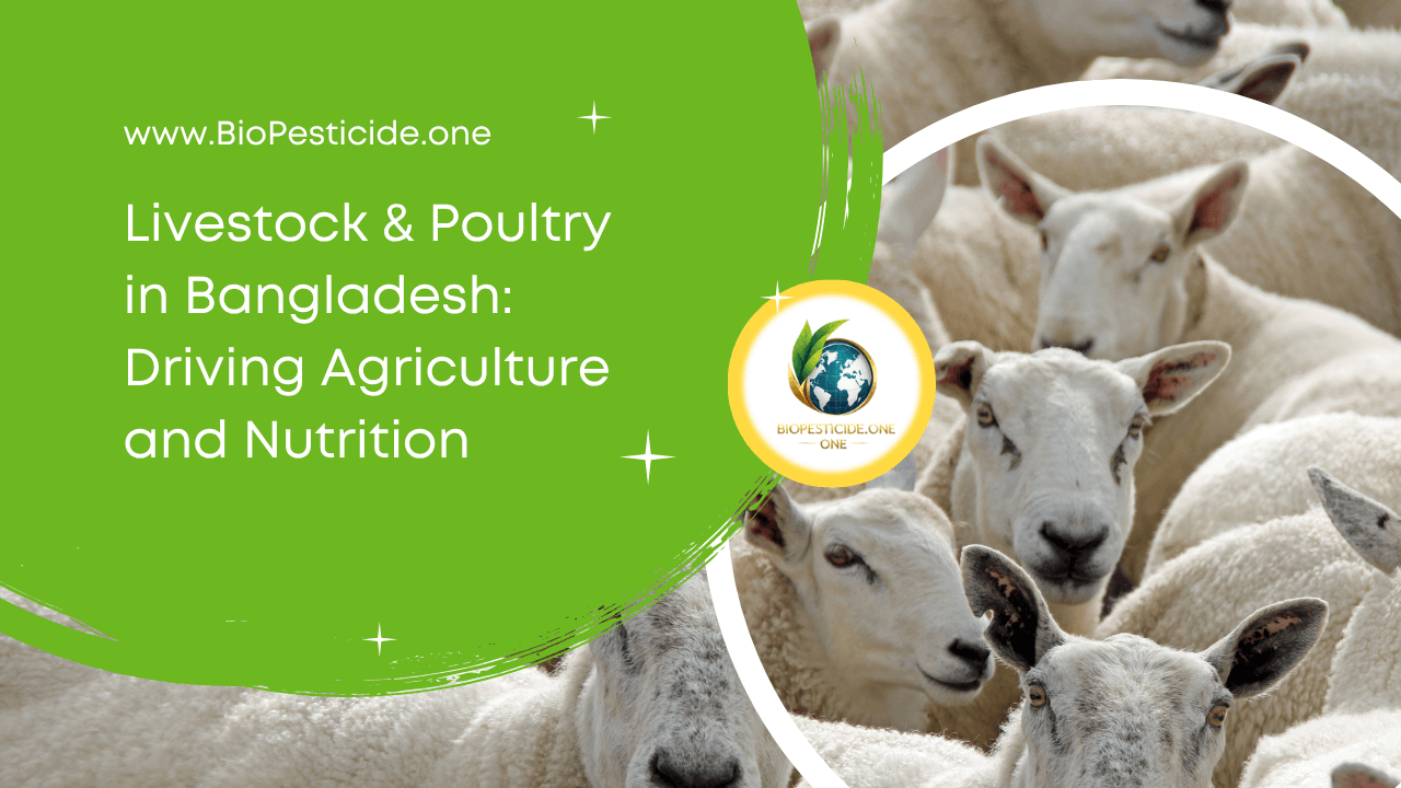 Livestock & Poultry in Bangladesh Driving Agriculture and Nutrition